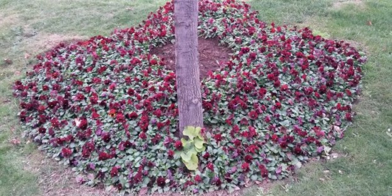 AVCILAR ÇİÇEKLERLE RENKLENECEK!