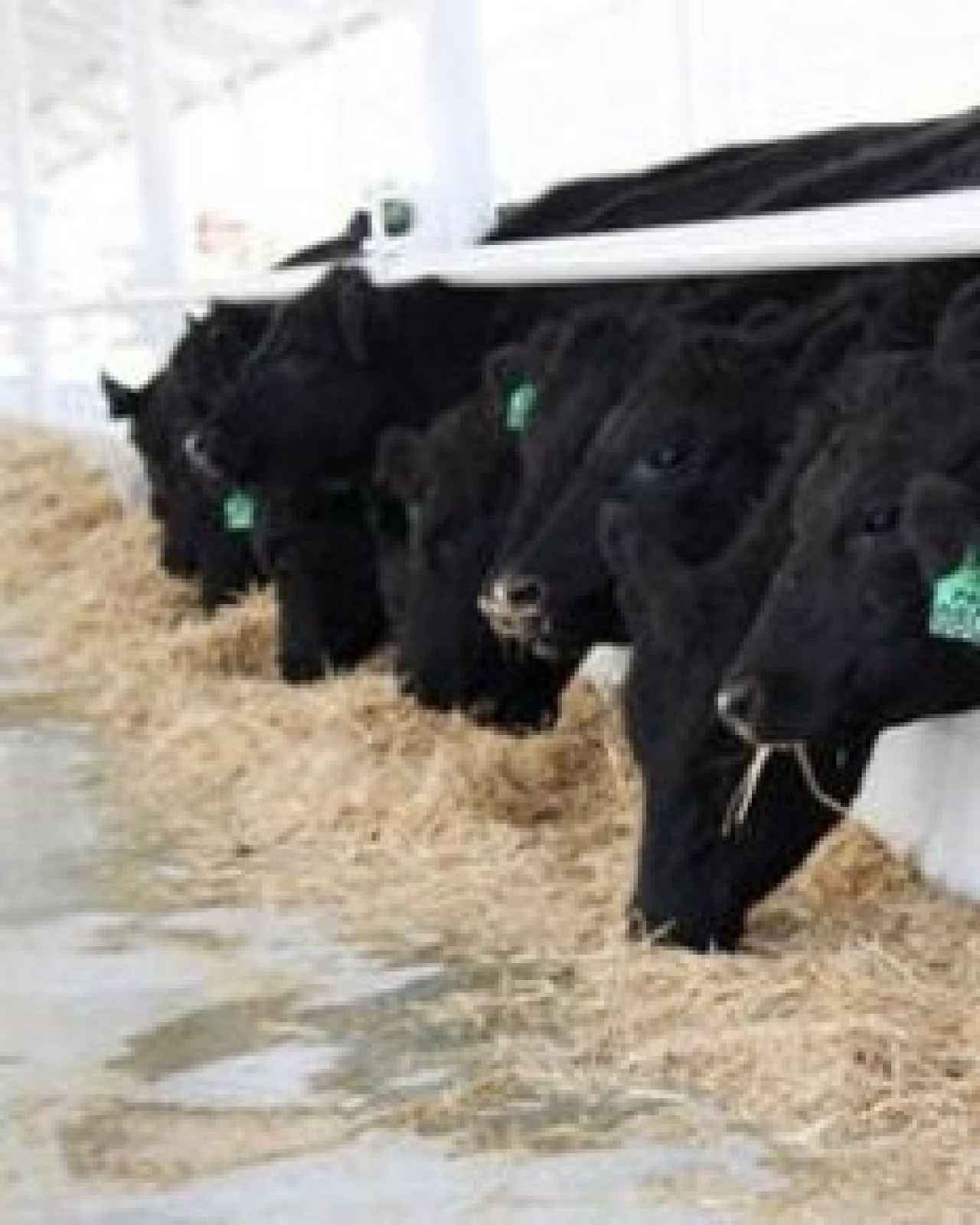 Avustralya'dan getirilen anguslarda hastalık başladı