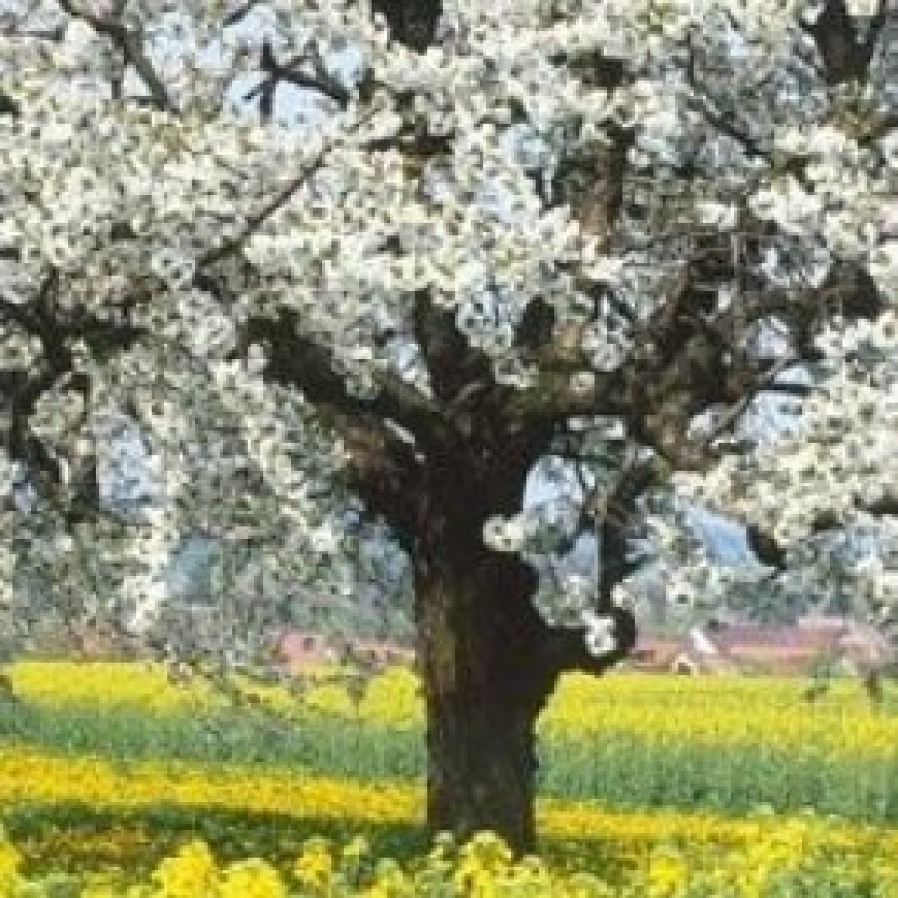 Bu yıl bahar erken gelecek