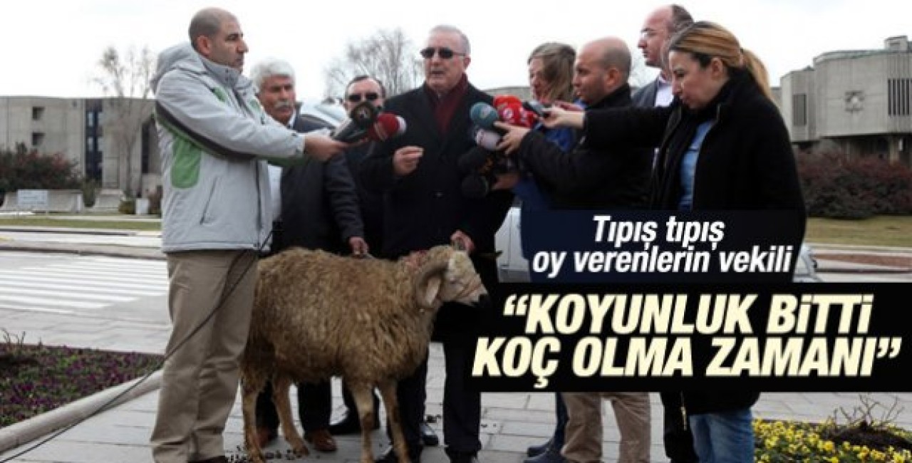 CHP'li vekil Meclis'e koçla gitti