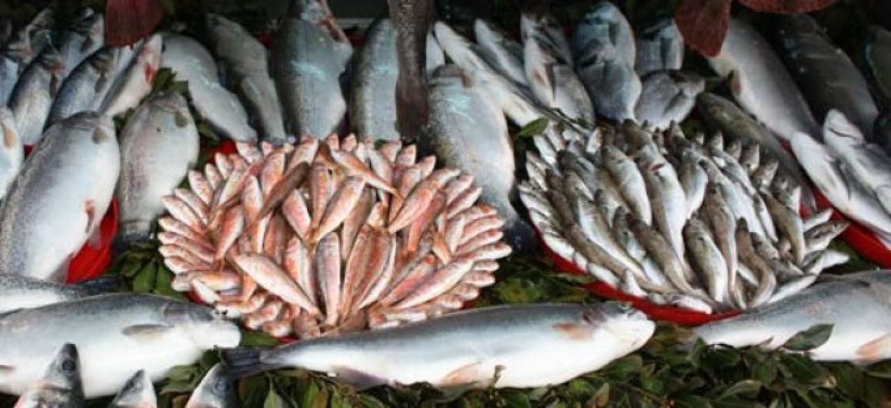 Balık fiyatları el yakıyor