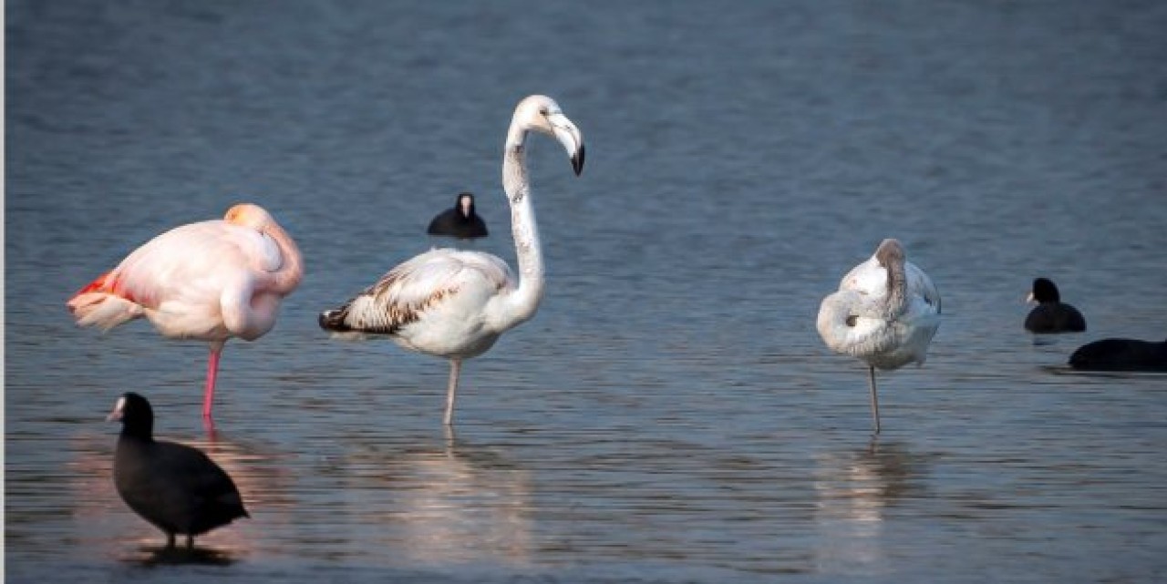 Flamingolar yeniden Büyükçekmece'de