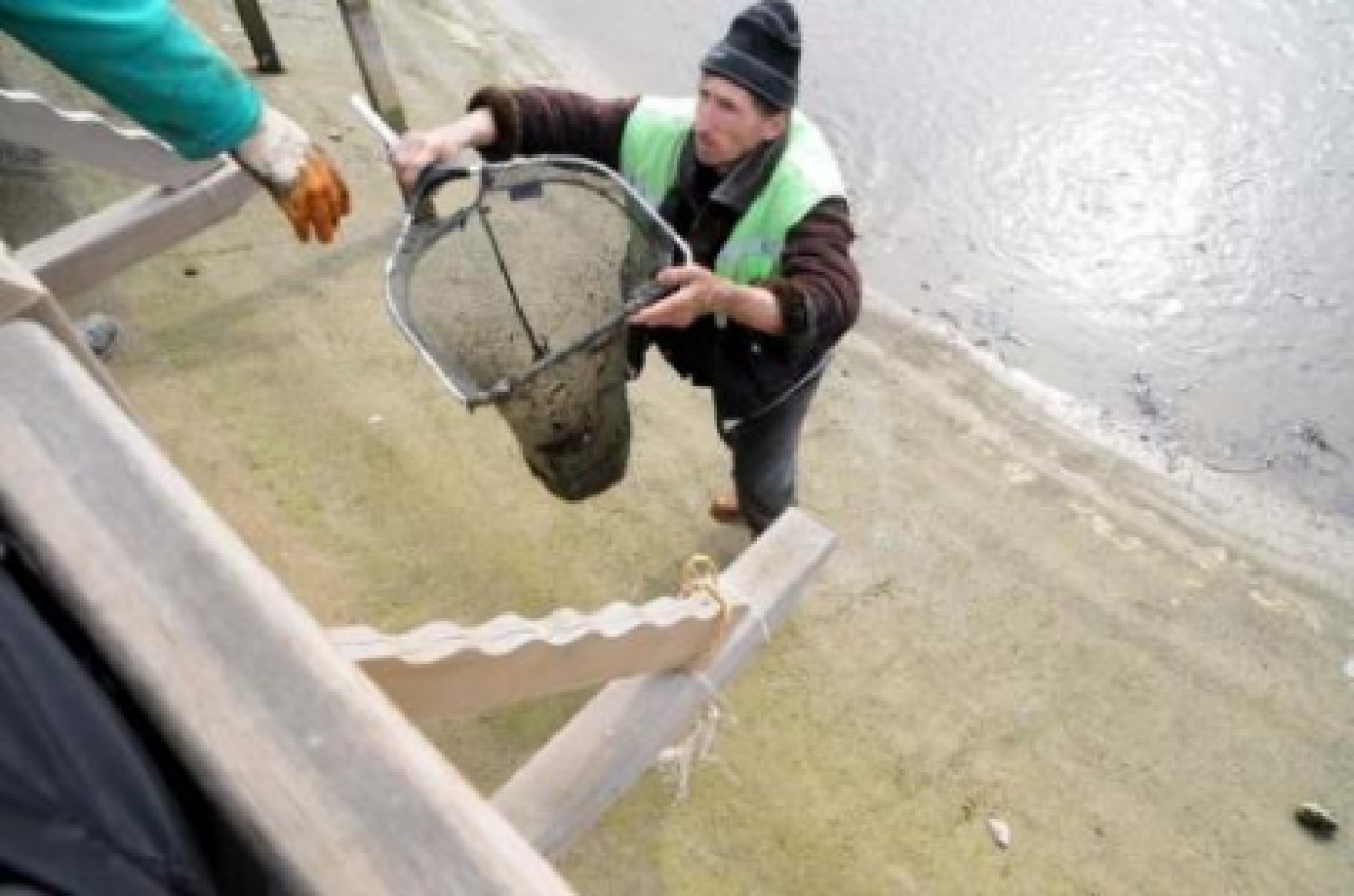 Temizlik katliama dönüştü