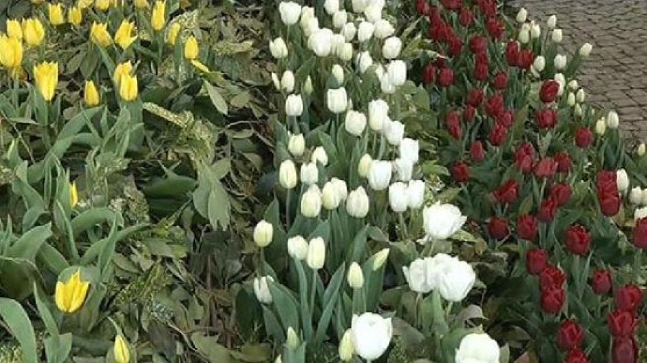 İstanbulda Lale Festivali başladı