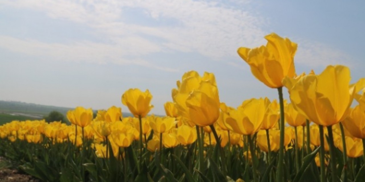 Şehrin Rengi Laleler Seymende Üretiliyor