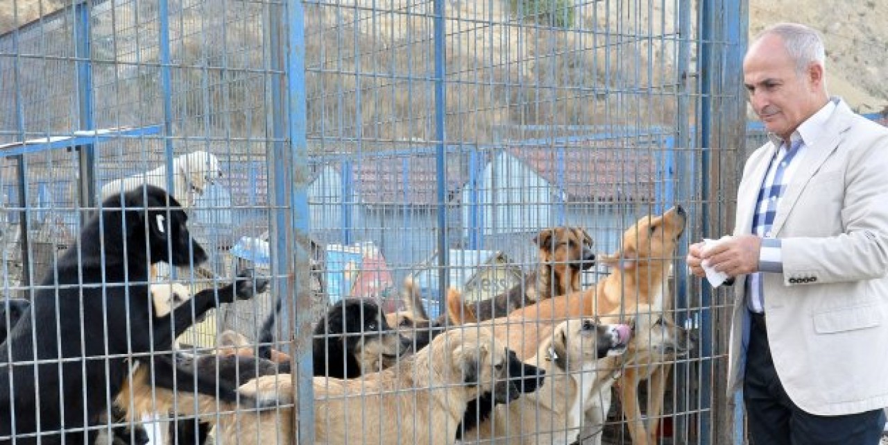 Büyükçekmece köpek döküm merkezi değildir!
