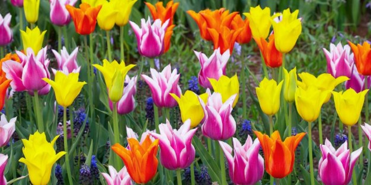 İstanbul’da lale devri
