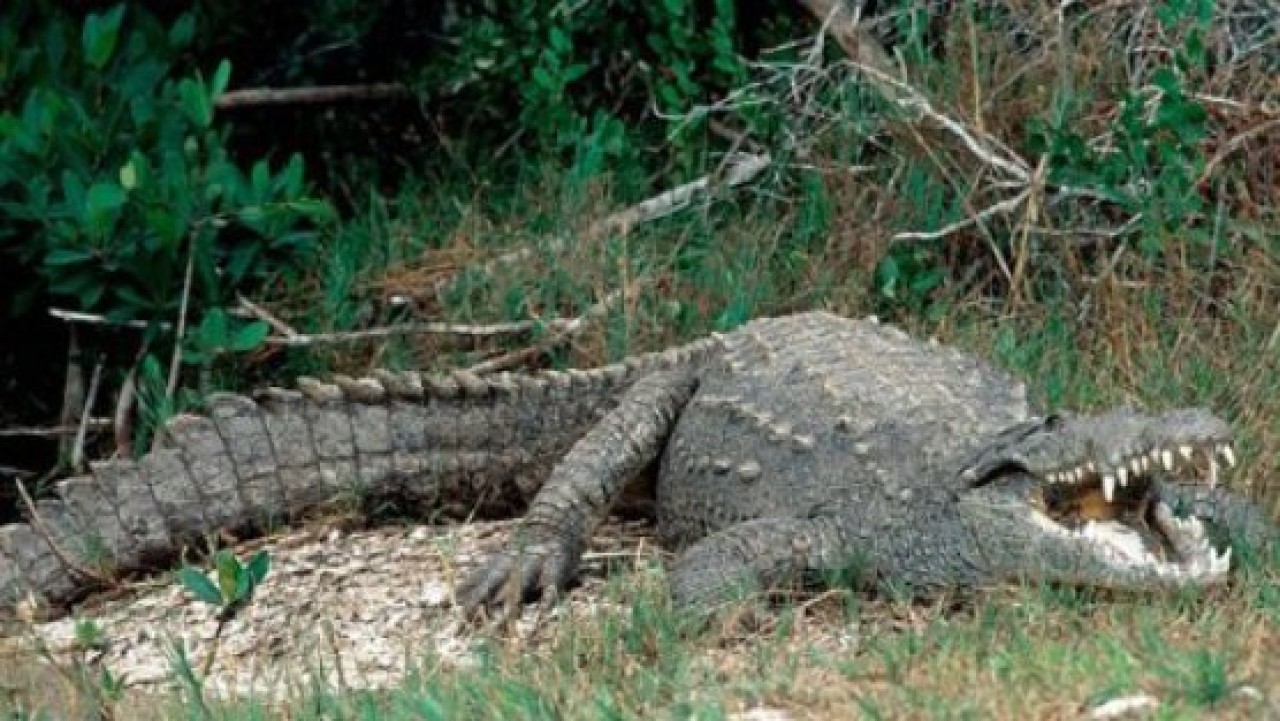 Survivorda nesli tükenen hayvanı yediler!