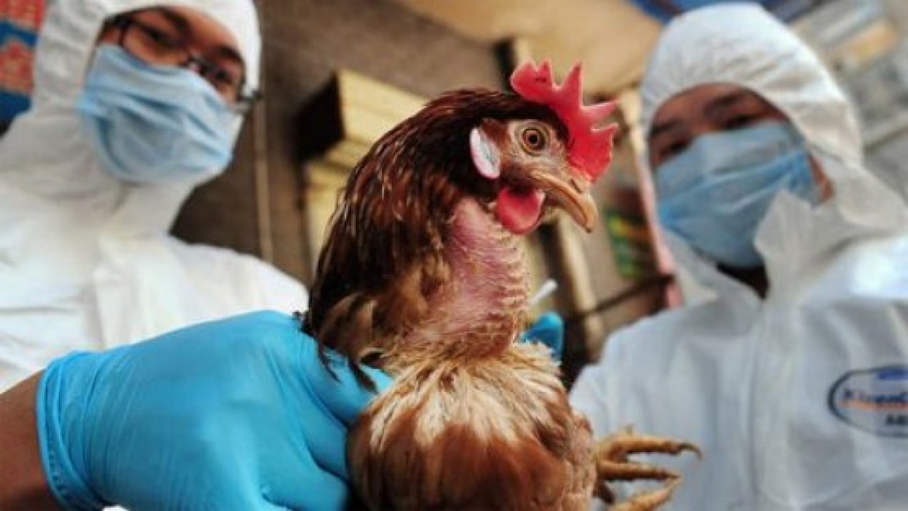 Kuş gribinden ilk darbe