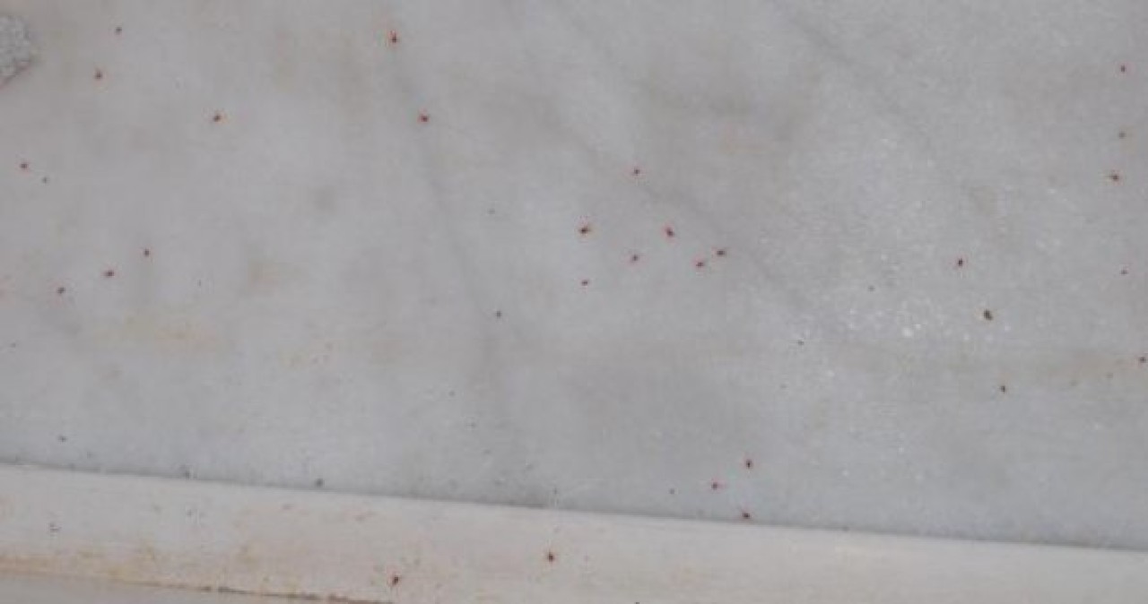 Dokuz Eylül Üniversitesini Kene Bastı!