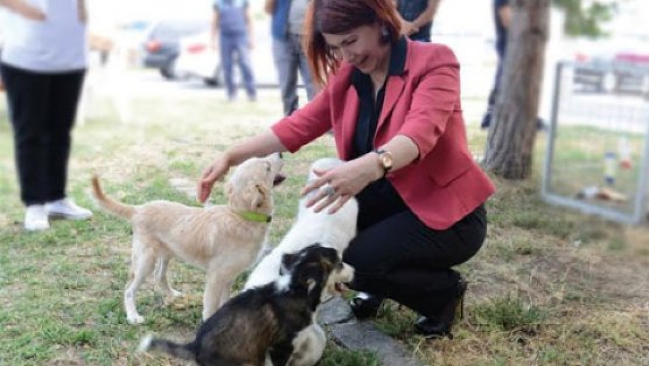 Belediyeden kuduz aşısı kampanyası