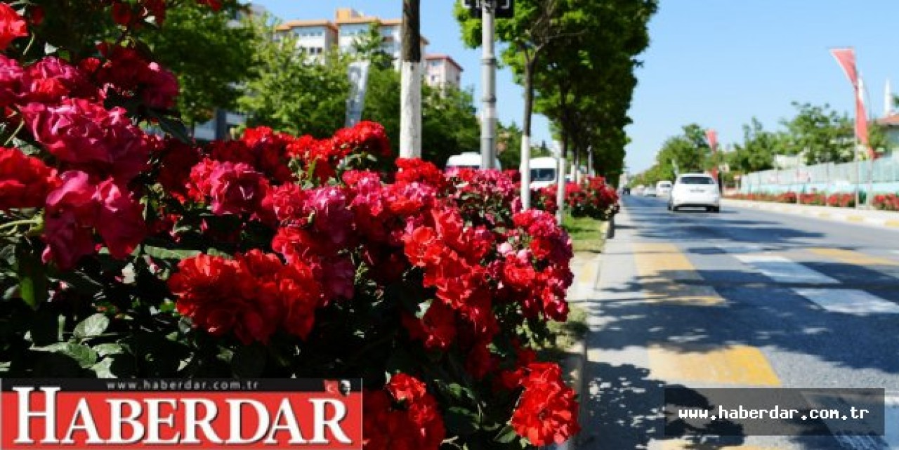 BEYLİKDÜZÜ GÜLLERLE BEZENDİ