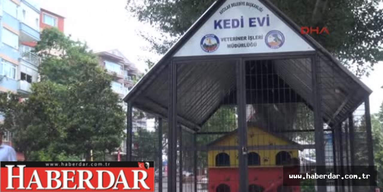 Sokak Kedilerine 3 Katlı Villa Barınak