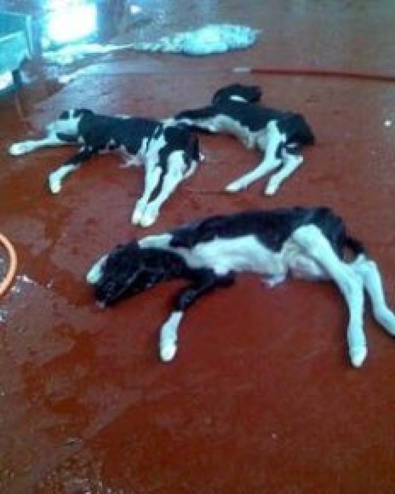 İNSANLIK DIŞI...Gebe inekler kesildi, buzağılar öldü