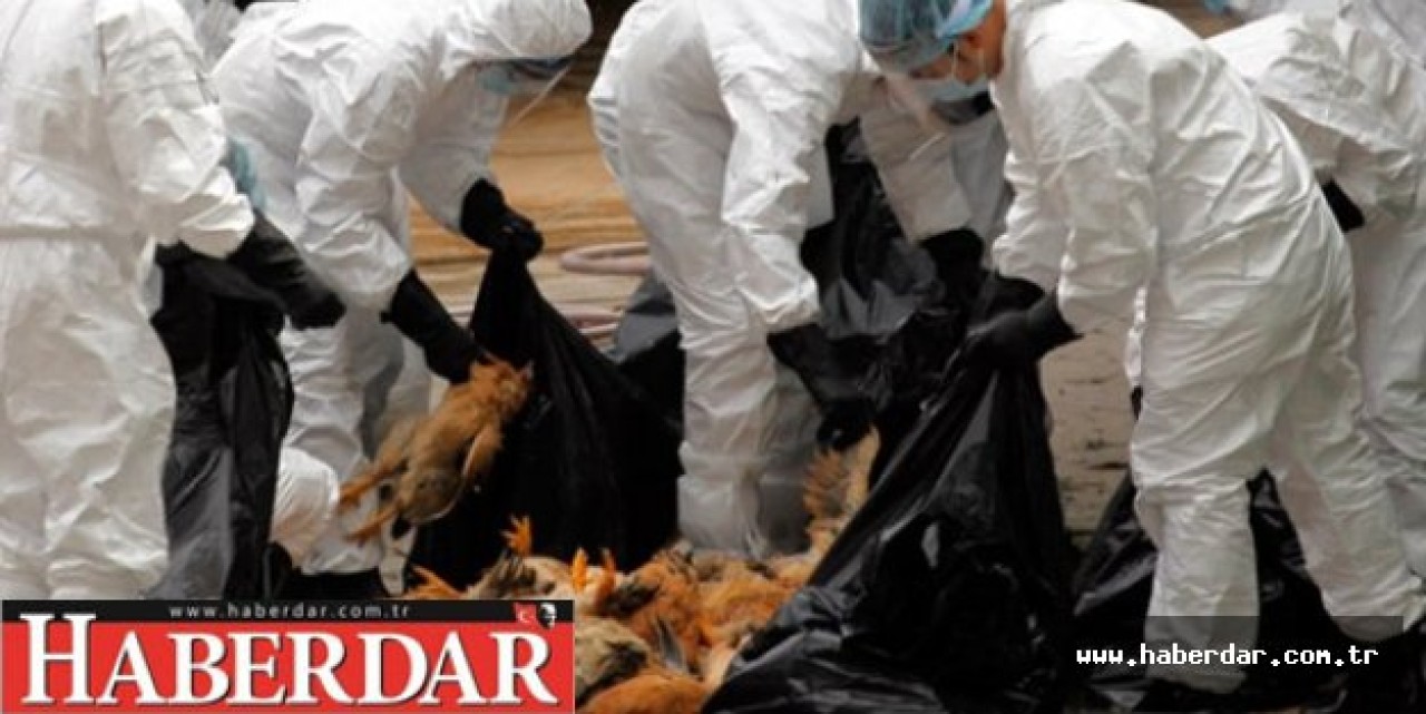 İstanbulda Kuş Gribi Paniği