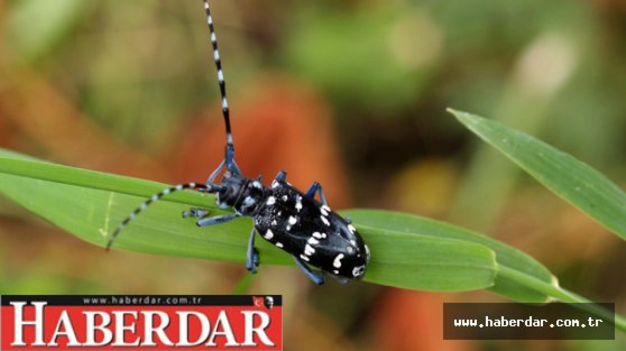 İstanbulda alarm! &quot;Gören, bize haber versin!&quot;