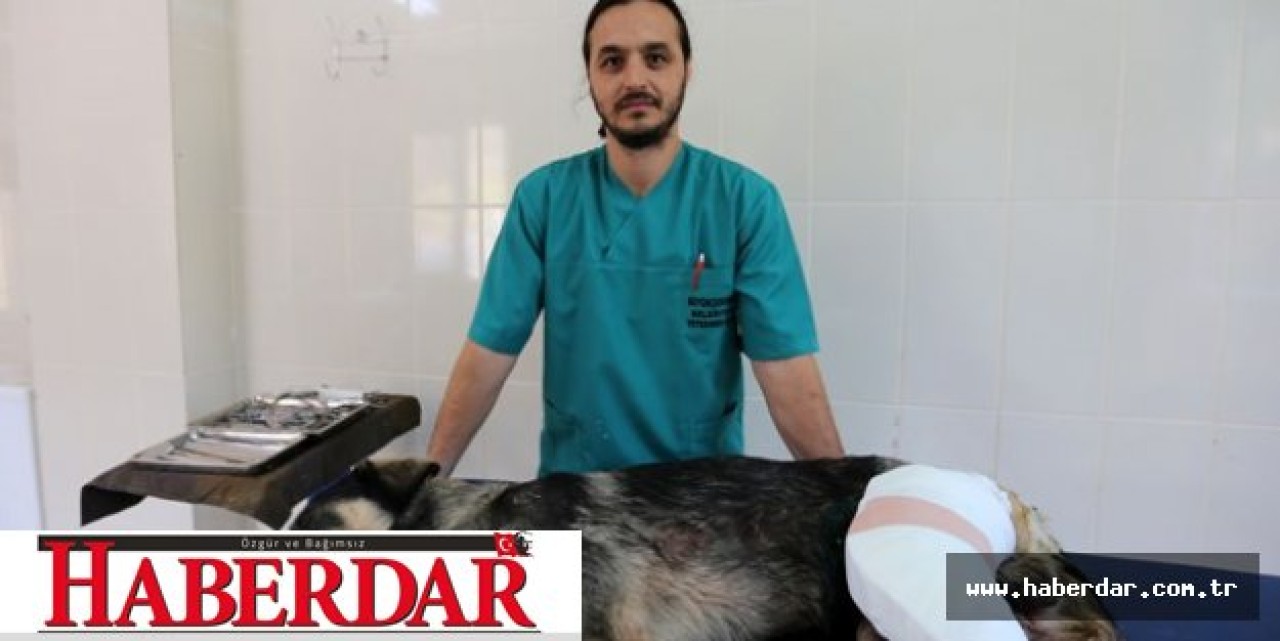 Büyükçekmecede av tüfeği ile köpeklere ateş açıldı
