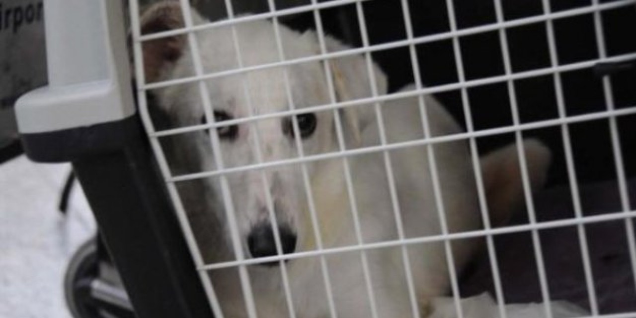 Felçli Sokak Köpeğinin Yeni Yuvası Abd