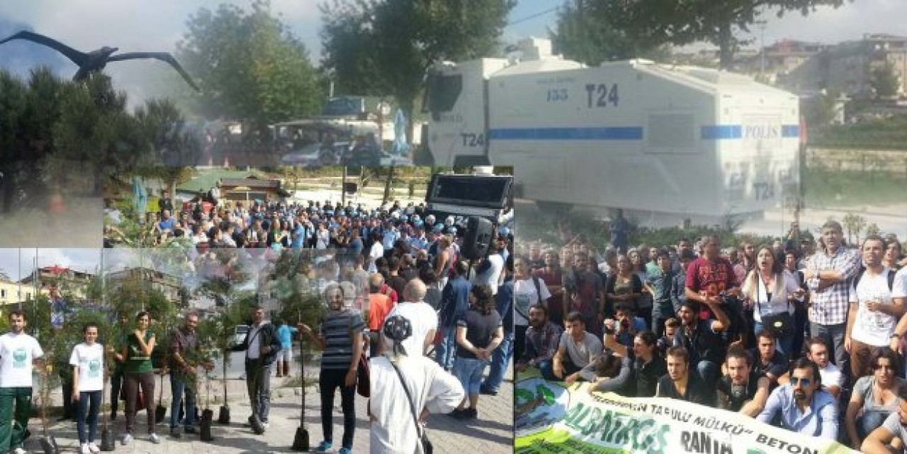 Ağaç yerine Tomalar Albatrosda!