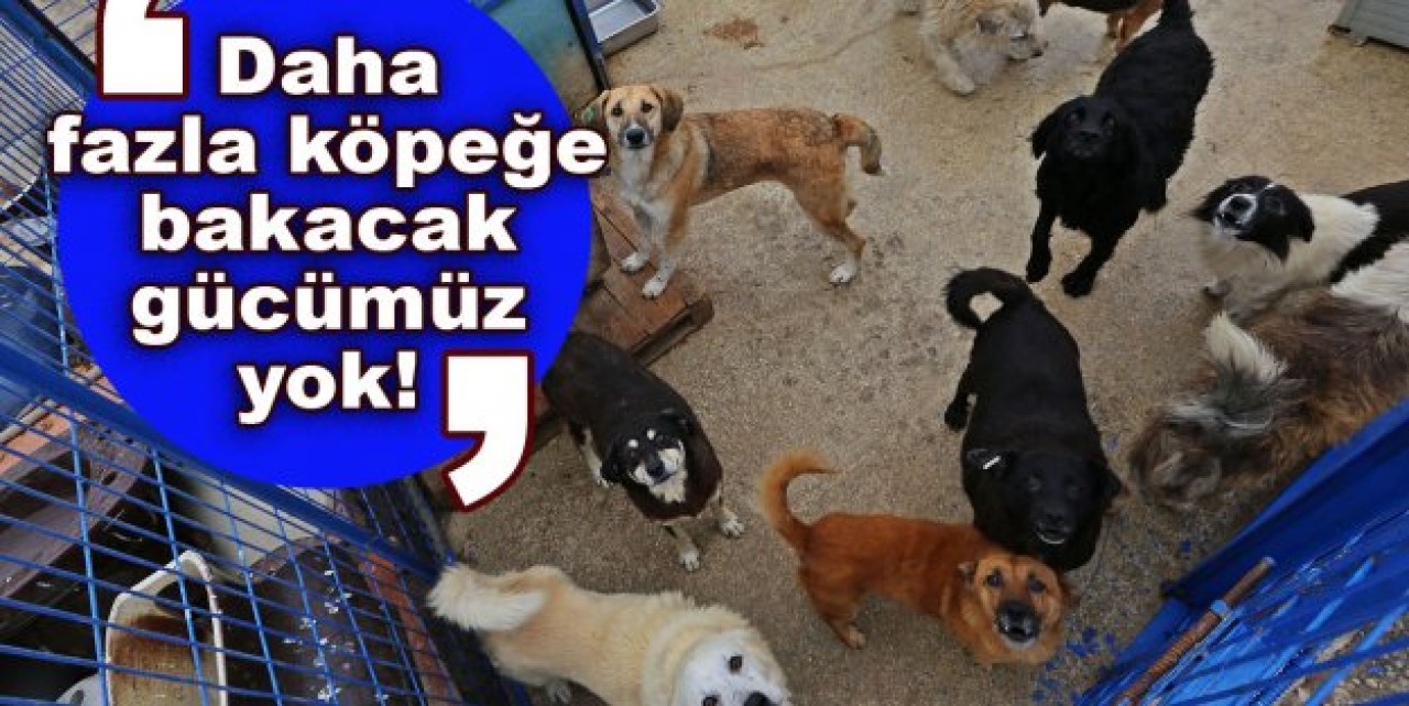 Daha fazla köpeğe bakacak gücümüz yok!