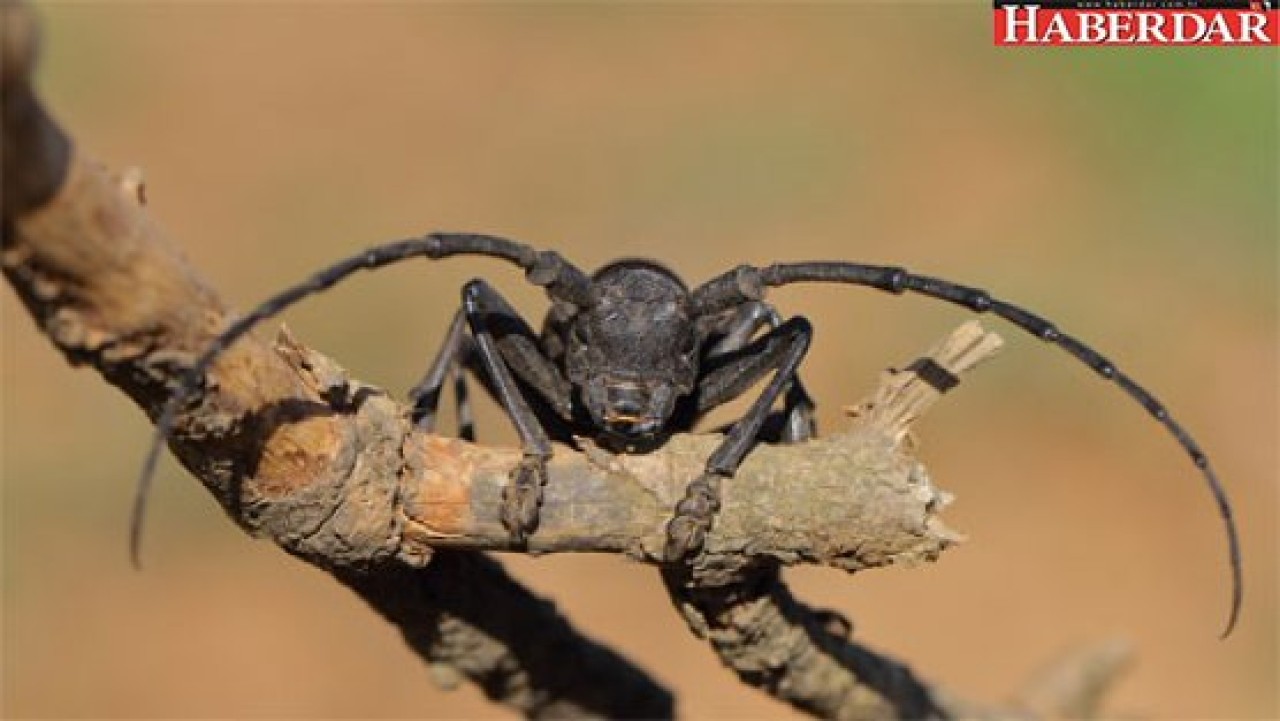 İBBden Teke böceği uyarısı