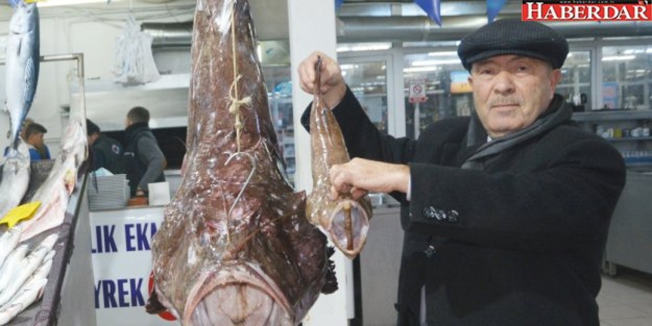 Marmara’da dev fener balığı yakalandı!