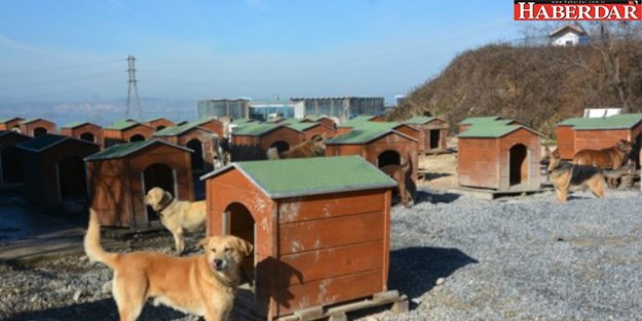 Büyükçekmecede Örnek Barınak