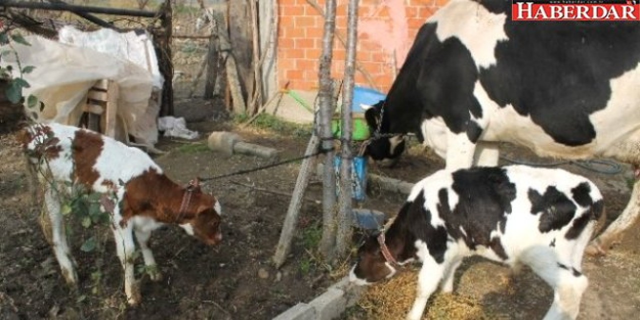 24 Adet İnek İcradan Satılığa Çıktı