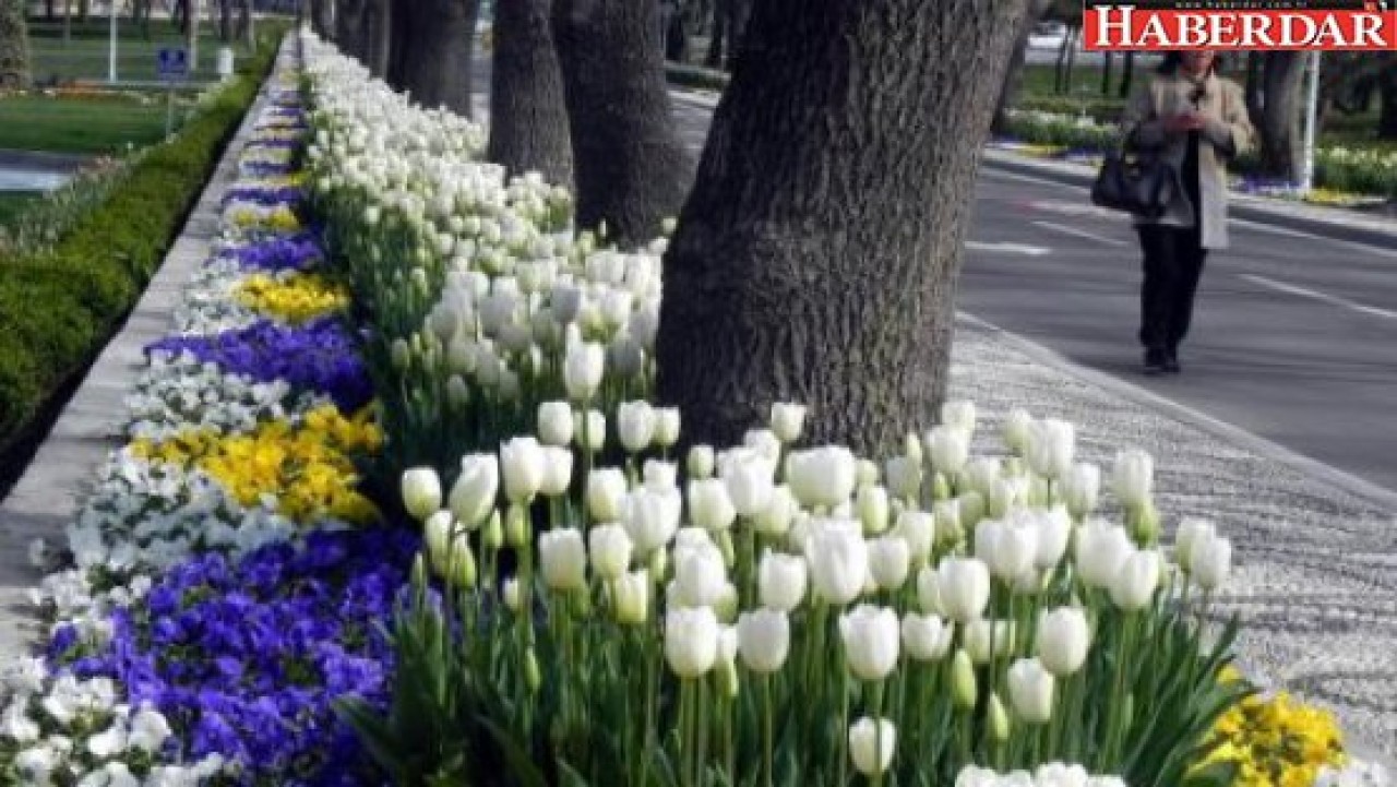 İstanbul’daki parklarda lale zamanı