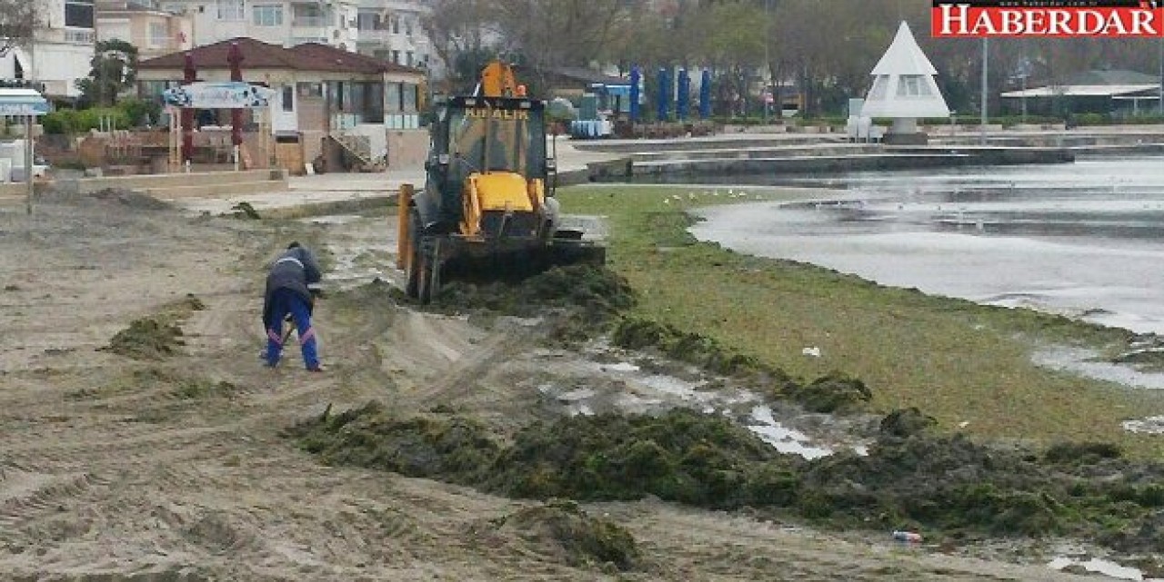 Kıyılara vuran yosunlar temizlendi