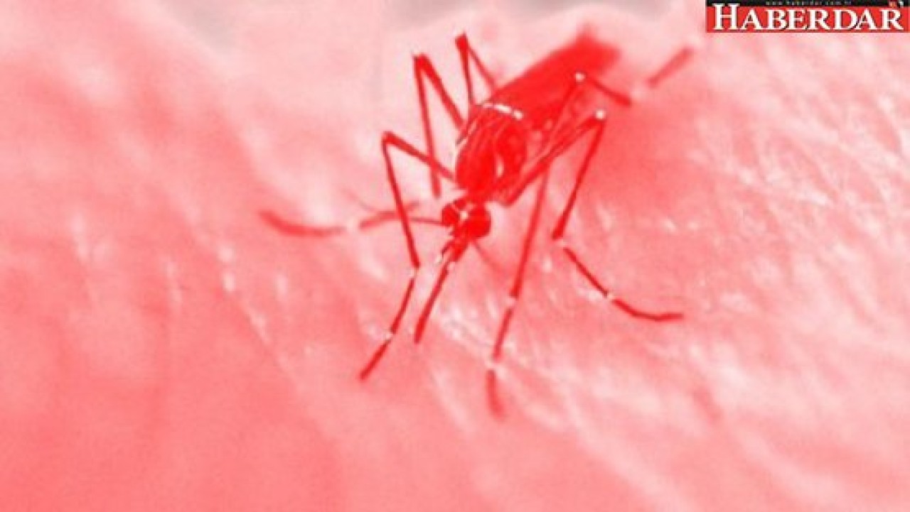 Dünya Sağlık Örgütünden ZİKA uyarısı