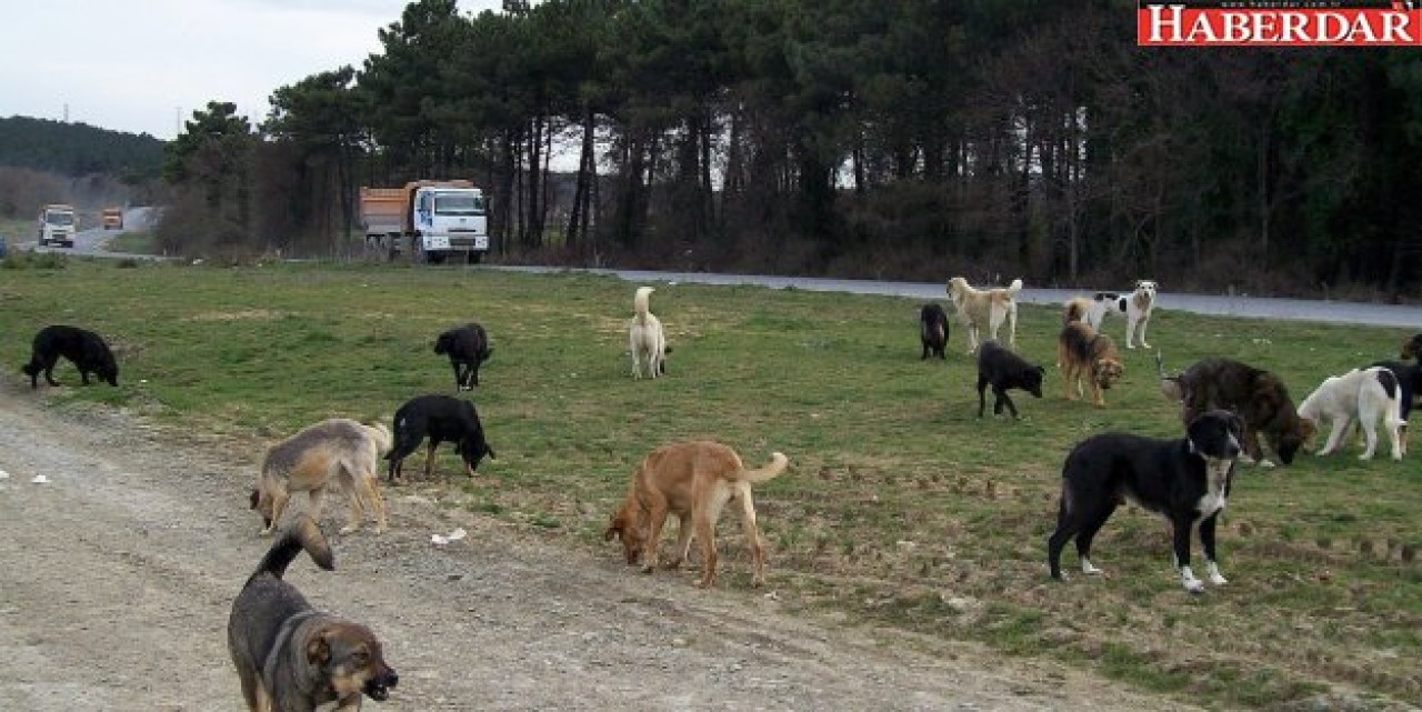 Bakanlık, 15 ilçeden köpek döküldüğünü tespit etti