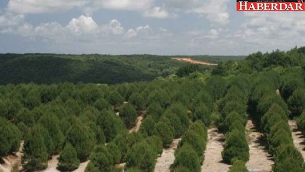 İstanbula 150 bin ağaç dikilecek