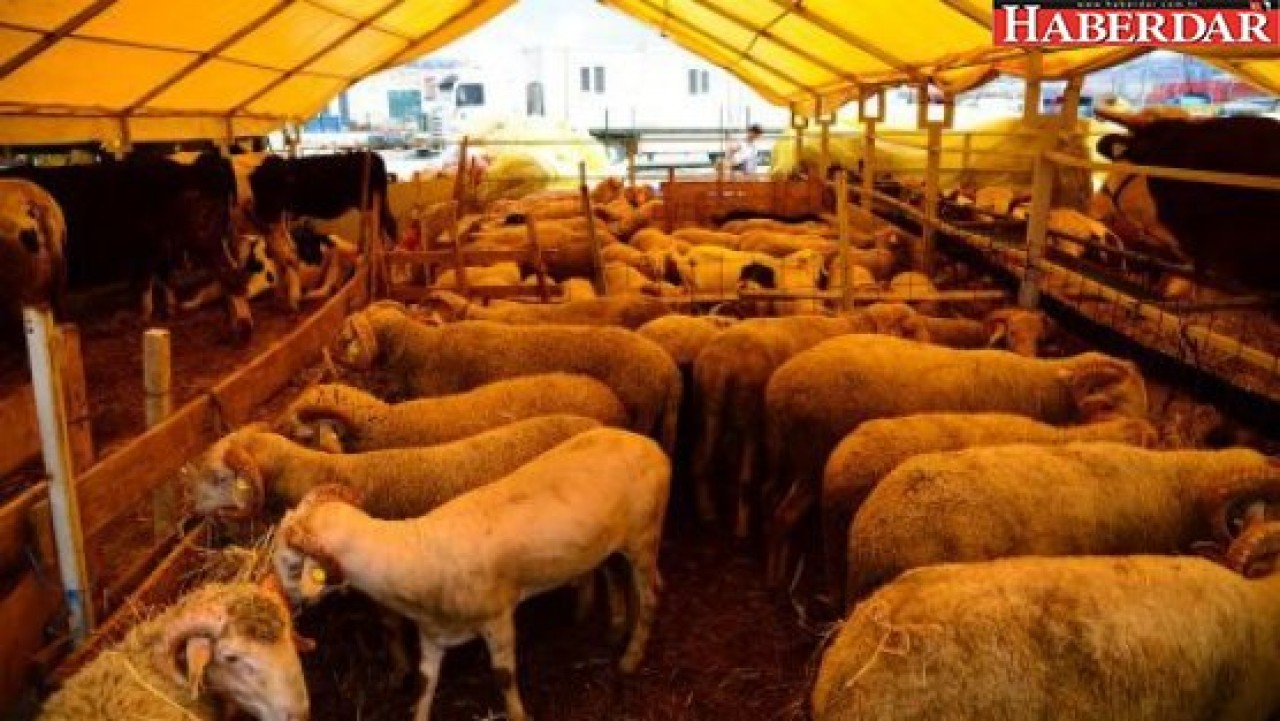 Beylikdüzünde kurban kesim yeri hizmete hazır