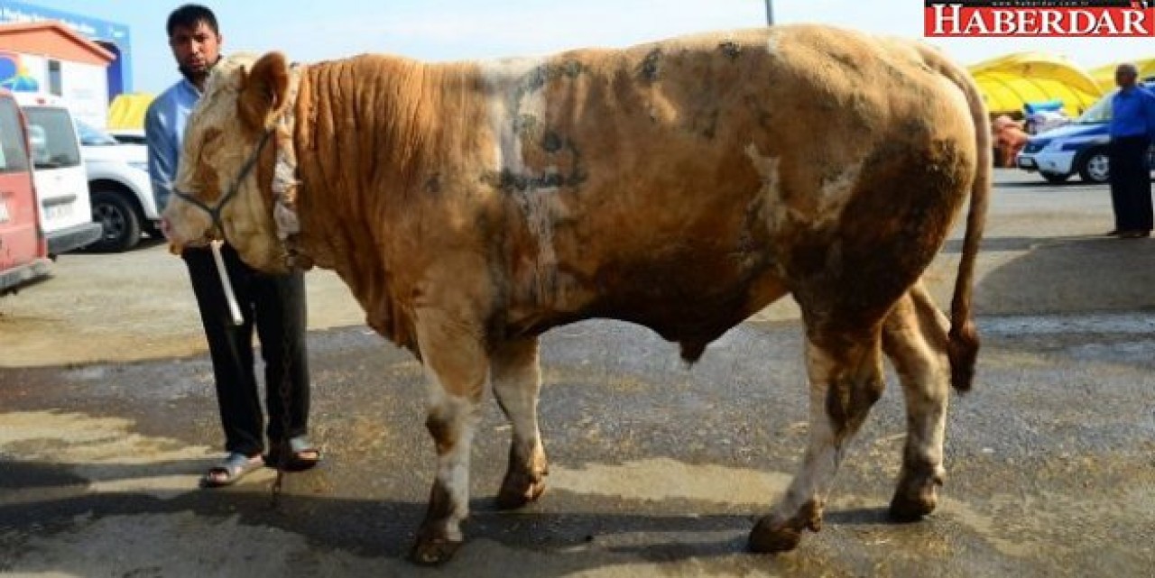 İstanbulun en ağır boğası Beylikdüzünde