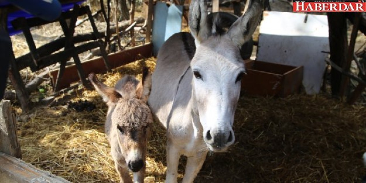 Büyükçekmece Belediyesi Sürmeliye sahip çıktı