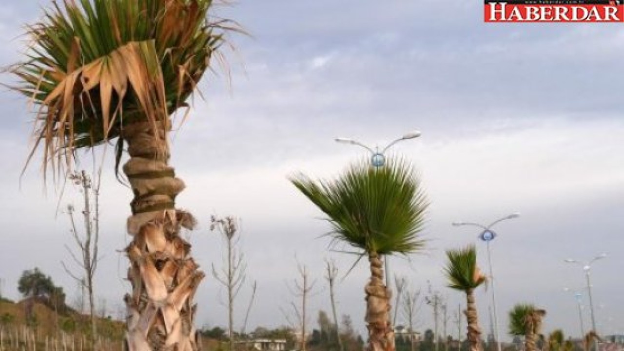 Büyükçekmece palmiyeleri koruma altında