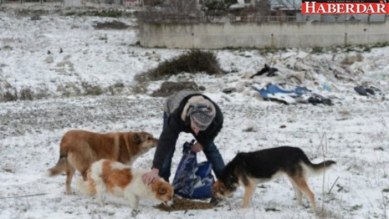 Sokak hayvanları aç ve açıkta değil