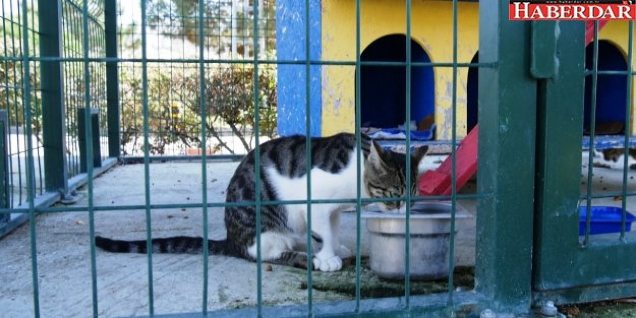 Büyükçekmecenin kedileri üşümüyor