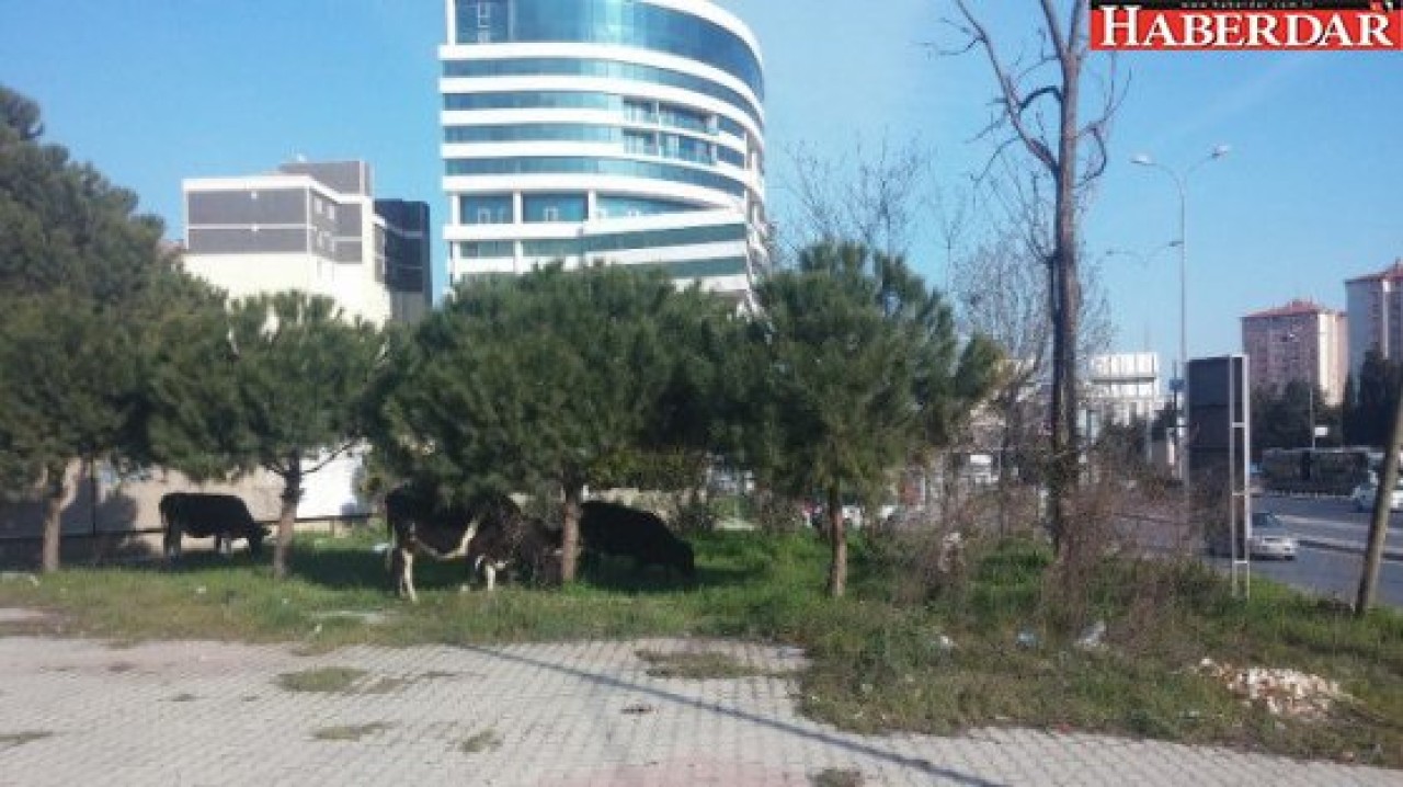 İstanbulun Göbeğinde Başıboş İnekler Şaşırttı