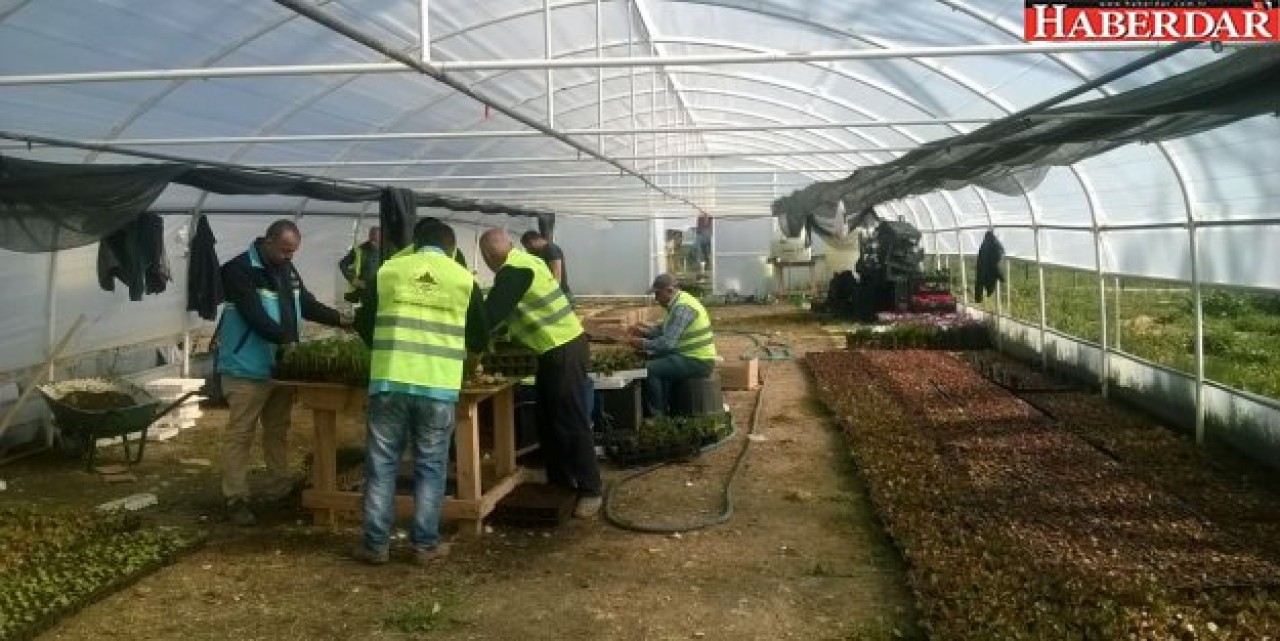 Çatalca Belediyesi kendi çiçeklerini yetiştiriyor