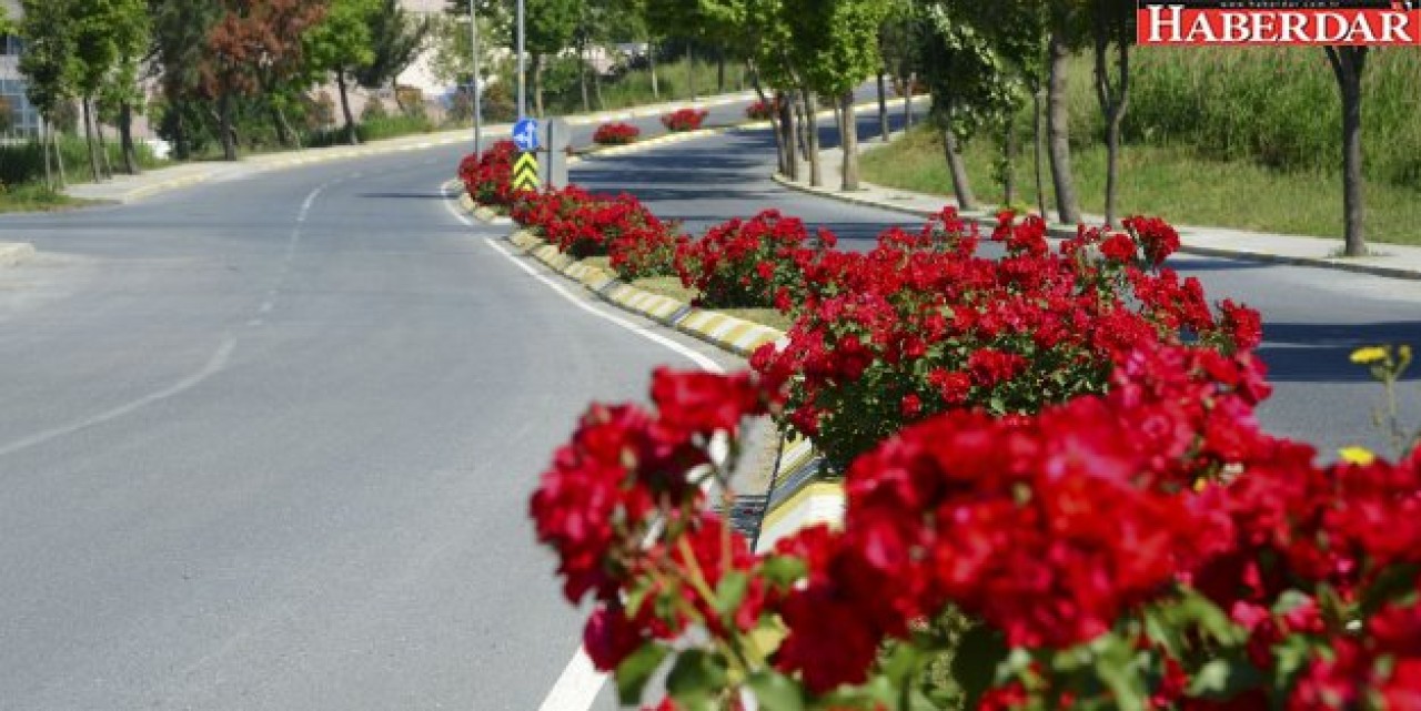 GÜLLER BEYLİKDÜZÜ’NÜ RENKLENDİRDİ