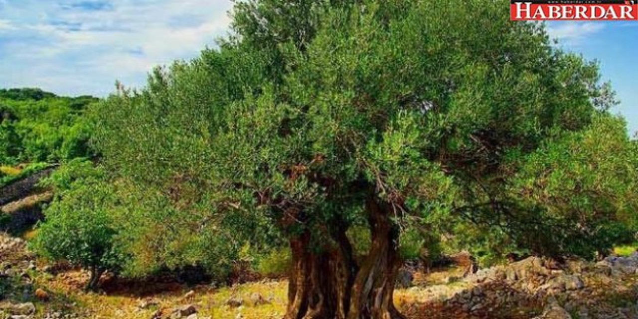 BAKIRKÖY’Ü ZEYTİN AĞAÇLARI İLE DONATIYORUZ