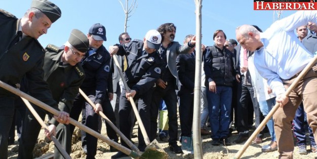 Büyükçekmece’ye bereket ve barışın simgesi zeytin ağaçları dikilecek