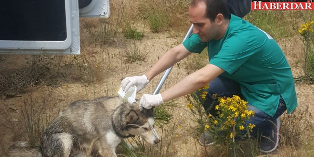 Sokak hayvanları aşılandı