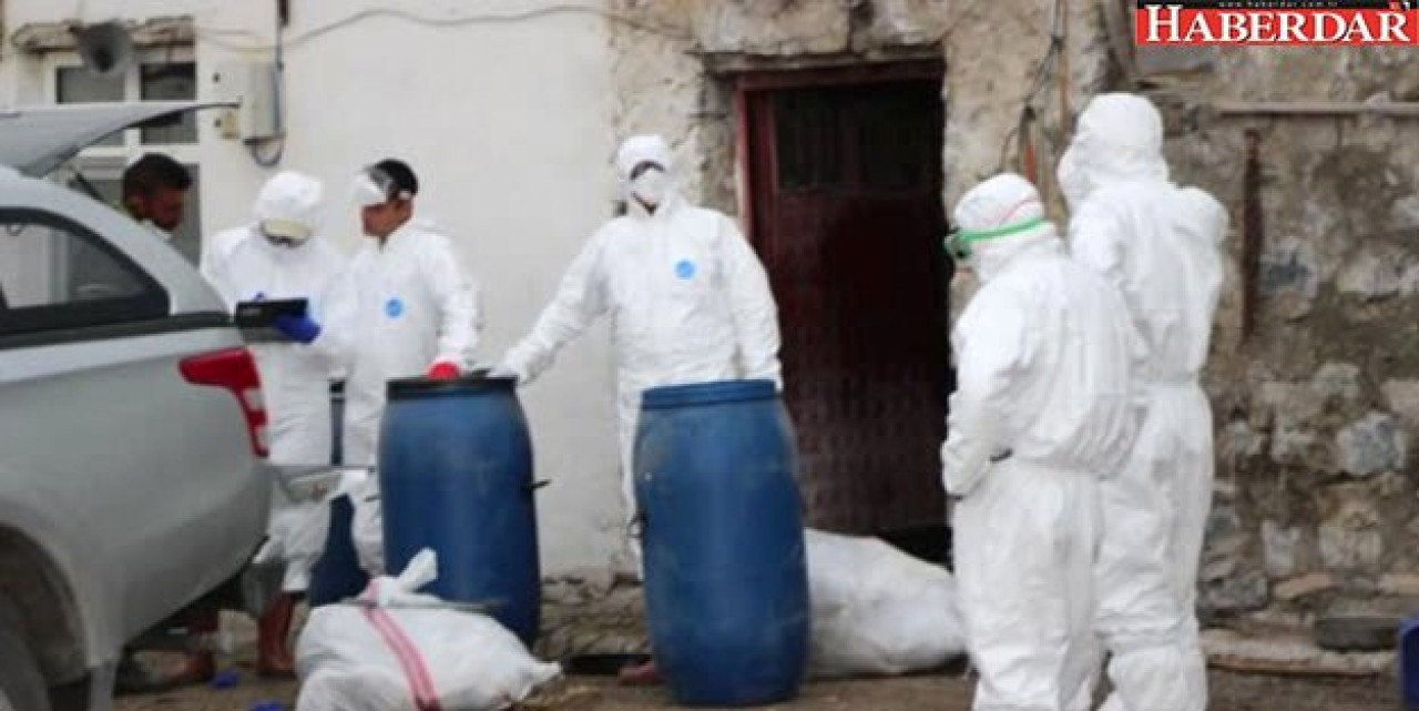 Karsta Kuş Gribi Paniği! Yüzlerce Kaz Gizemli Bir Şekilde Ölüyor