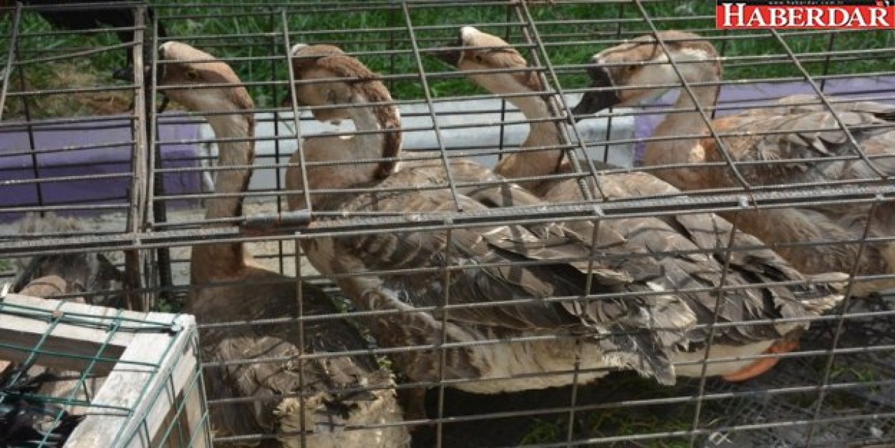 Çatalca barışa kanat çırptı