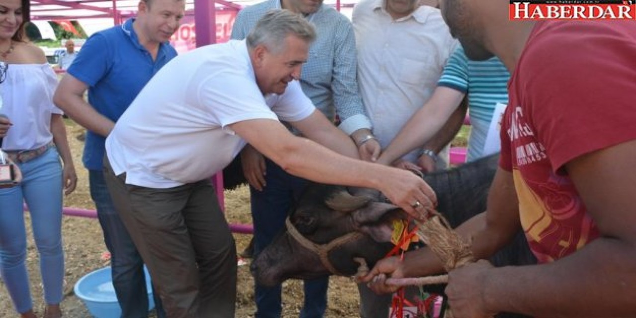 “Malak Güzeli” seçildi