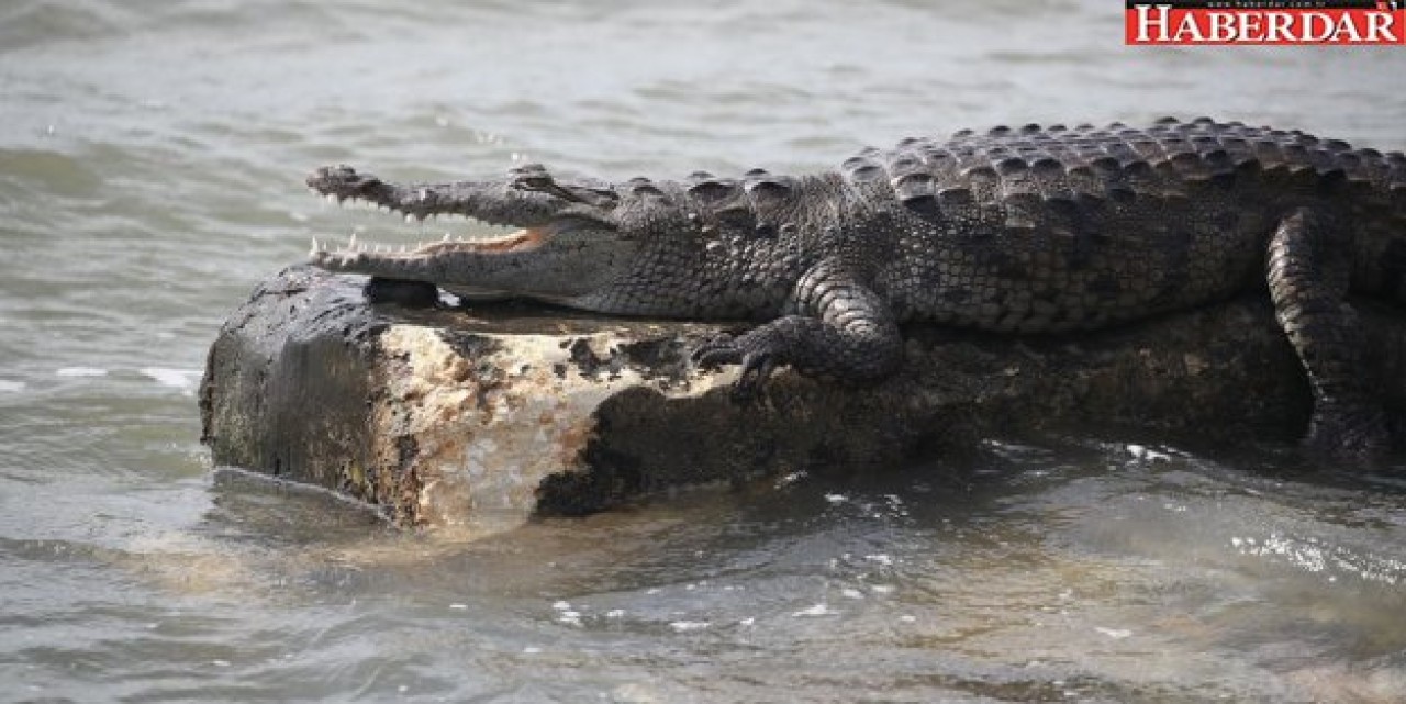 Florida’da sokaklar timsahlara kaldı