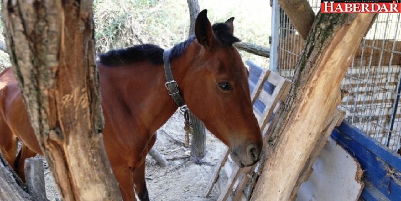 Eziyete uğrayan ata Büyükçekmece Belediyesi sahip çıktı